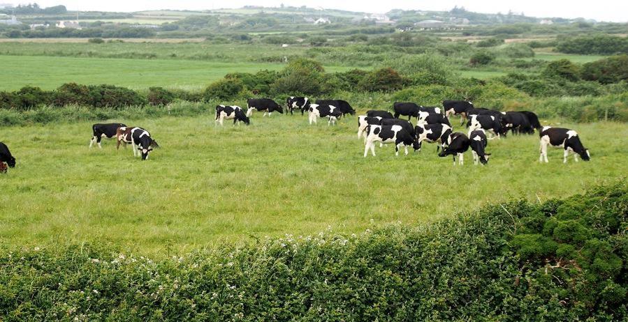 Bealaha House Bed & Breakfast Doonbeg Exterior foto